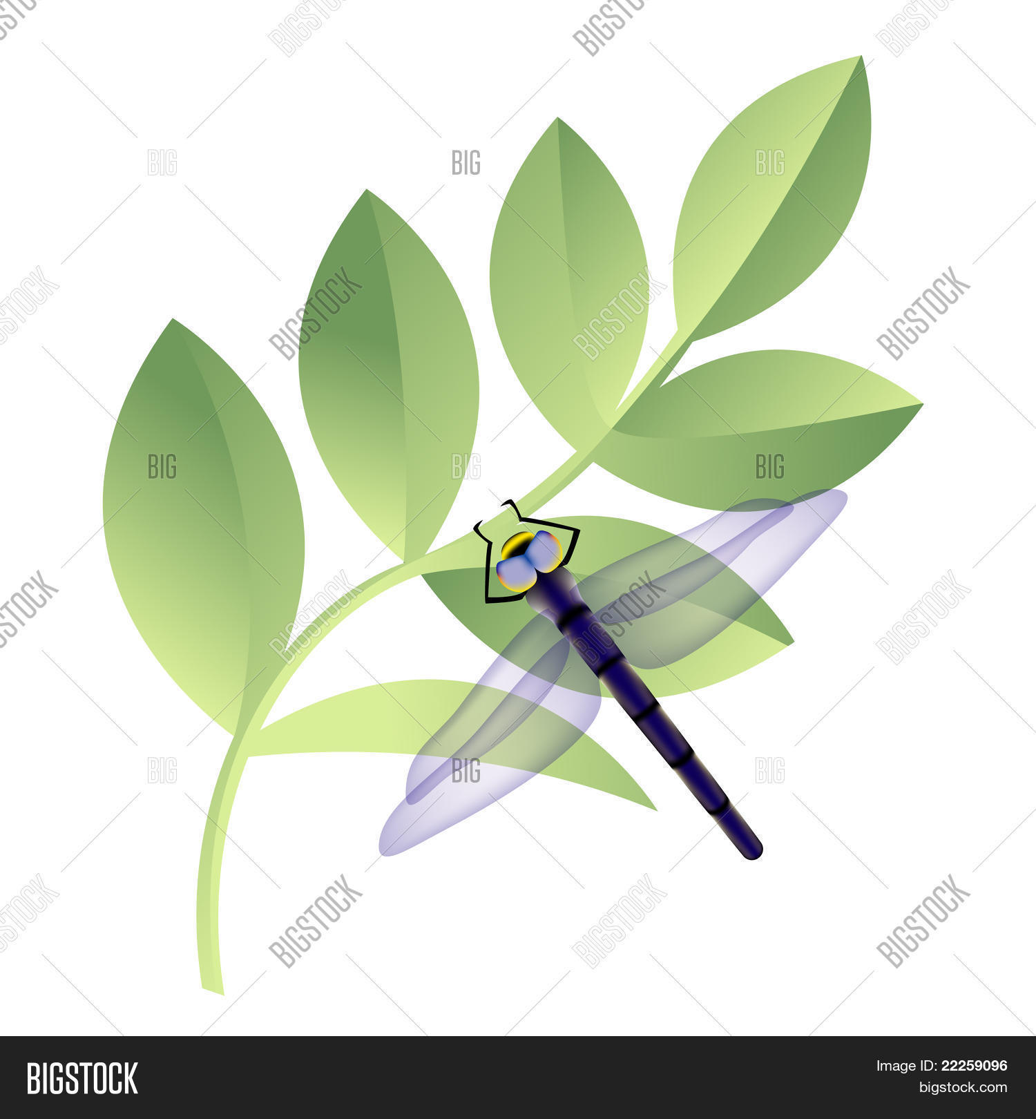 Image Preview