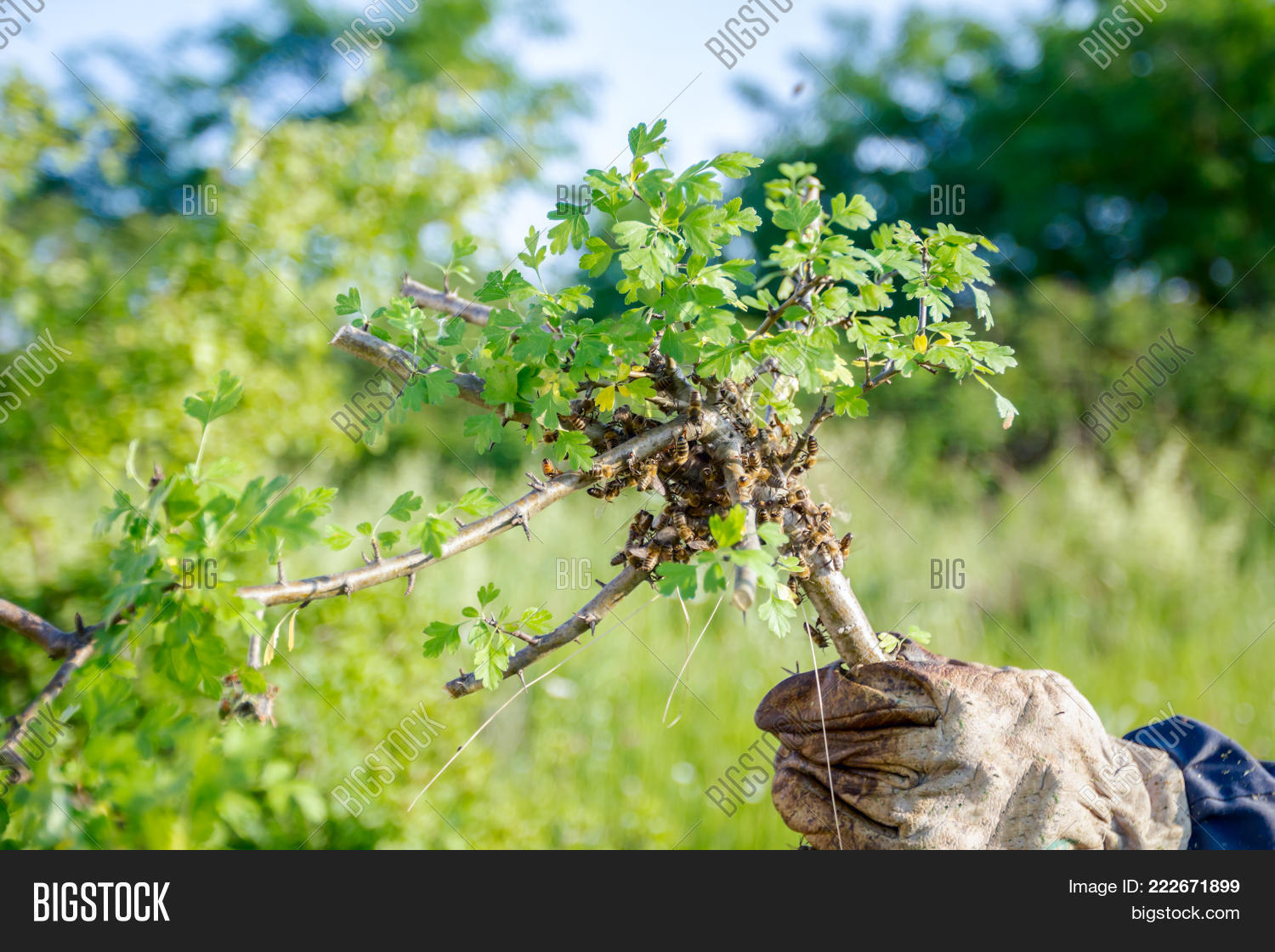 Image Preview