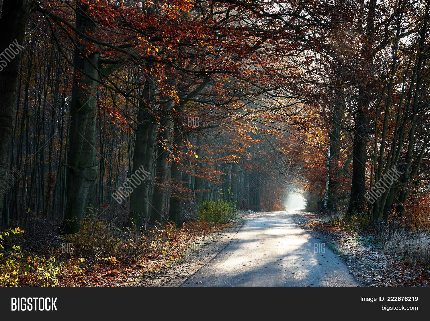 Image Preview