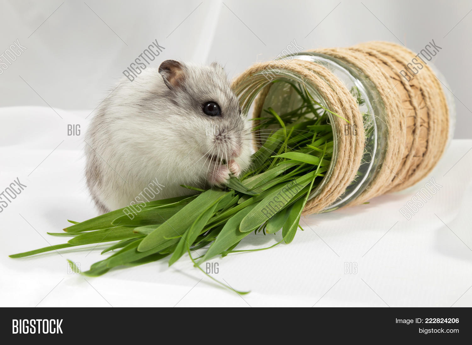 Image Preview