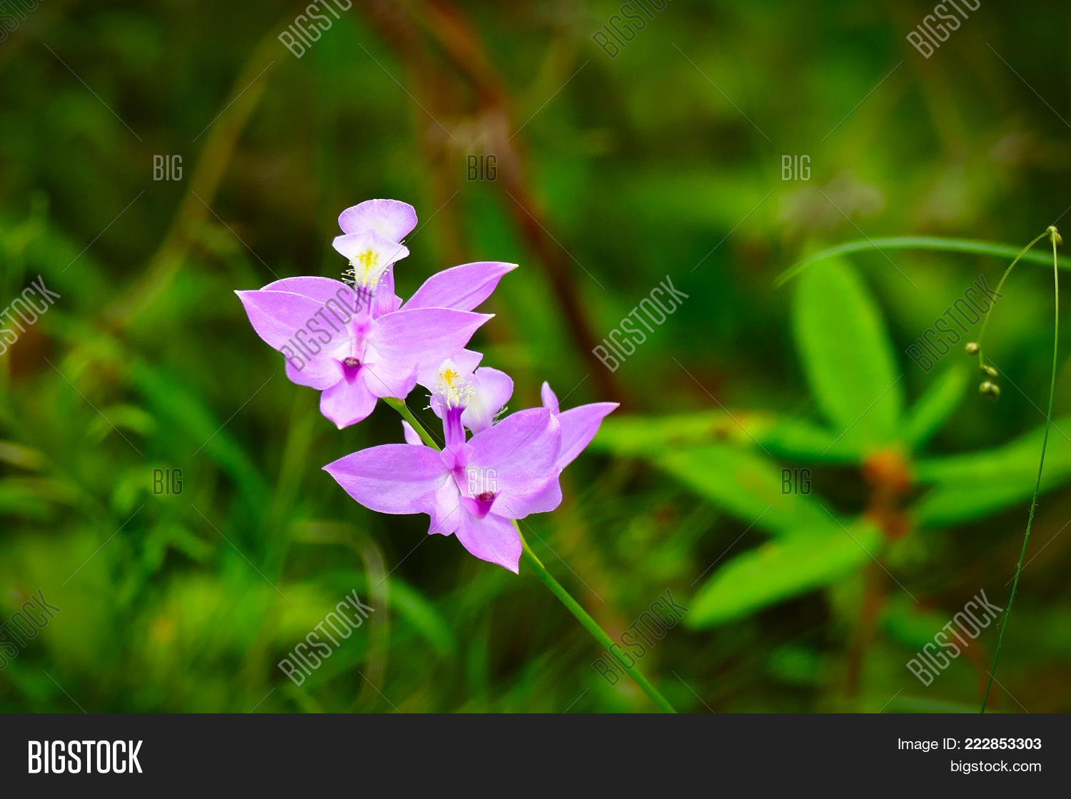 Image Preview
