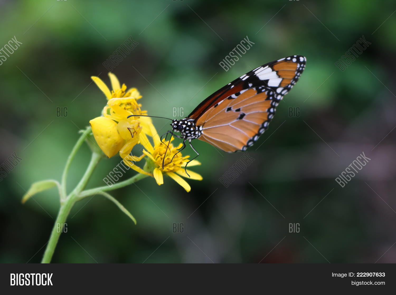 Image Preview