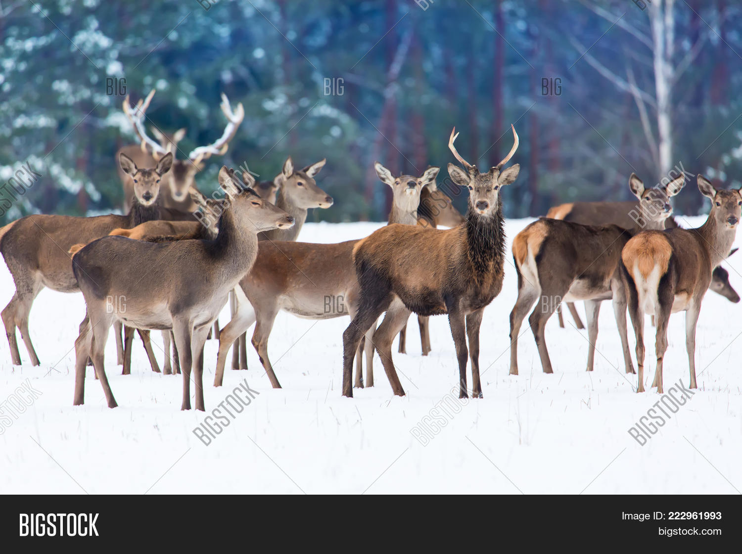 Image Preview