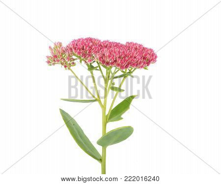 Colorful and crisp image of orpine on isolated background