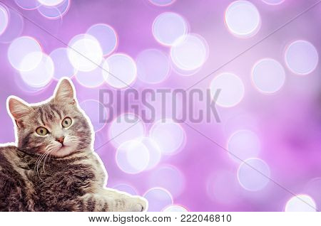 cat on a purle background with bokeh