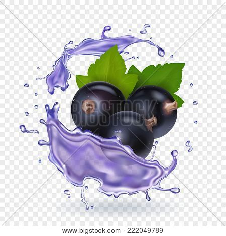 Blackcurrant juice splash. Forest berries smoothie. Vector realistic illustration.