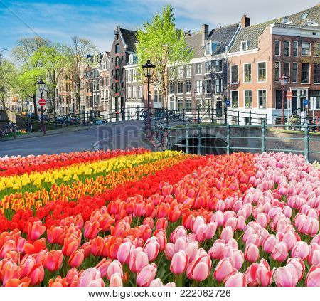 Facades of dutch houses over canal with fresh tulip flowers, Amstardam, Netherlands