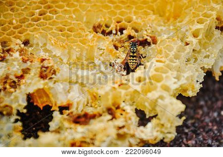 The bee is sitting on a frame with honeys. Sota, working bees with honeycomb honey cells. Texture, background of bee wax and honey in hive. Close up. view of the beekeeping and getting honey.