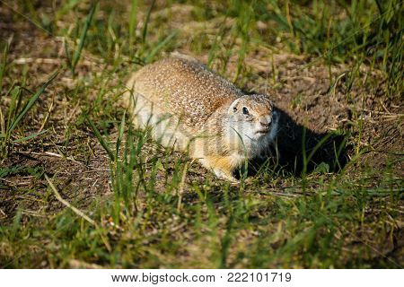 reddish gray gopher close-up on herbal background