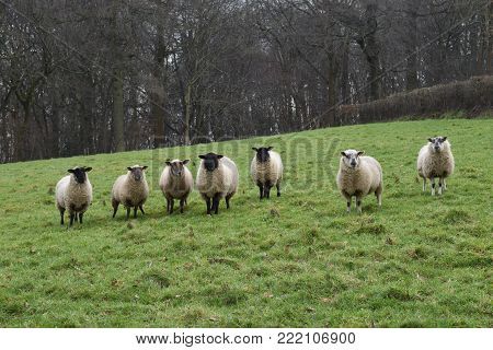 Seven sheep standing in a field of grass with a woodland backdrop.