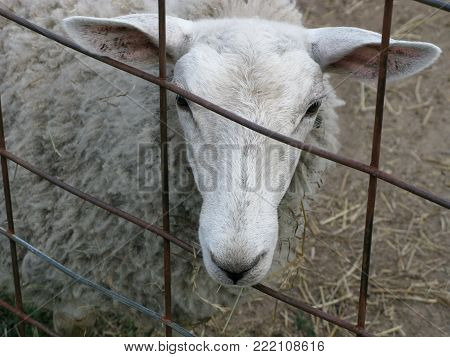 Her woolly coat incredibly dirty, the ewe peers sheepishly through the farm fence.