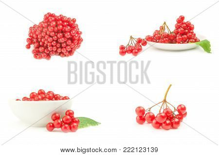Collage of viburnum opulus over a white background