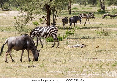 Zebra Species Of African Equids (horse Family) United By Their Distinctive Black And White Striped C
