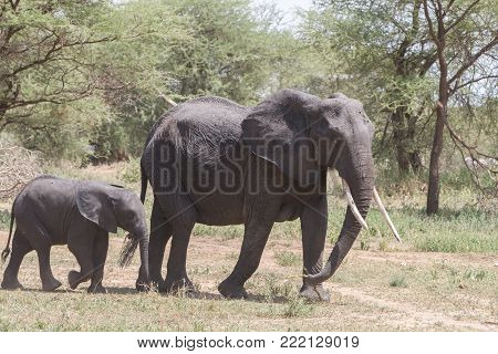 African Elephants, Of The Genus Loxodonta In Tarangire National Park, Tanzania