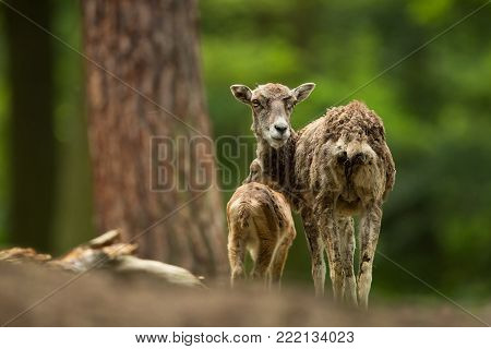 Ovis musimon. Photographed in the Czech Republic. Beautiful nature of the Czech Republic. Beautiful picture. Spring nature. Expanded throughout Europe. From animal life. Europe. Czech Republic. Nature. Animal.