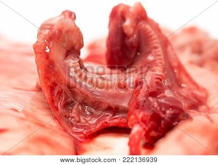 gut fish blood over a white background .