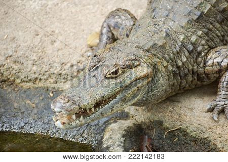 Caiman Crocodile lying and relaxing on rock
