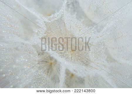 Beautiful Dew Drops On A Dandelion Seed Macro. Beautiful Soft Blue Background. Water Drops On A Para