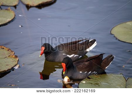 Common Moorhen Bird Gallinula Chloropus