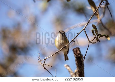 White-eyed Vireo Bird Vireo Griseus