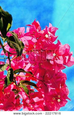 Bougainvillea és Pool - függőleges
