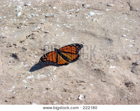 Mariposa