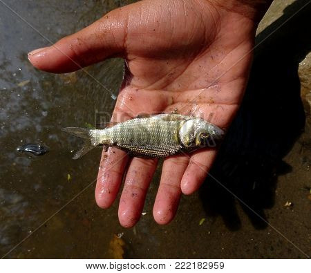 A little fish on the hand of a boy