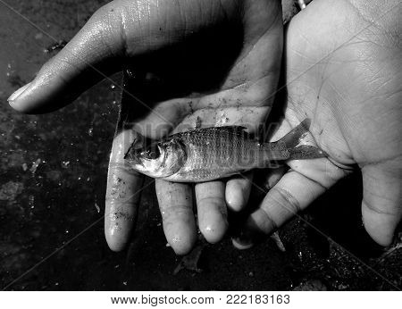 A little fish on the hand of a boy