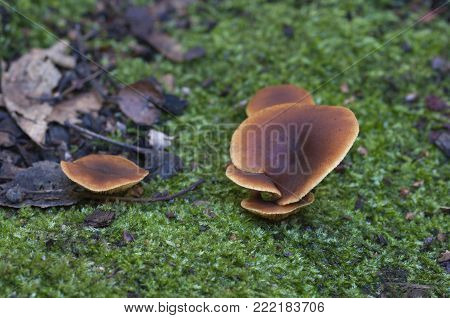 Gymnopilus picreus mushrooms on an old stump with a green moss, close up