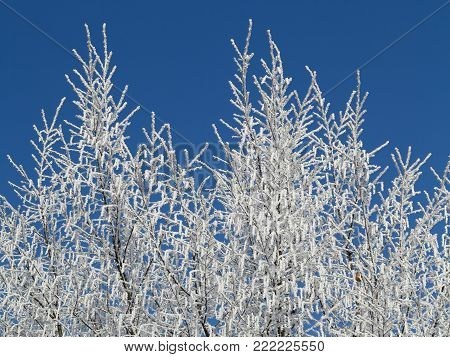 Frosty tree branches in winter day - specific seasonal weather