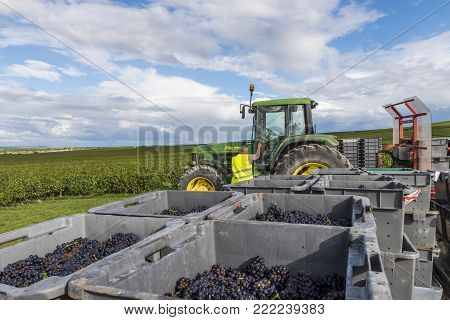 Verzy, France - September 9, 2017: Harvest of the grapes in the champagne area  with green tractor with red  cart loaded with crates with pinot noir grapes.