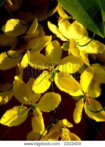 Amaltash (Hint Laburnum)