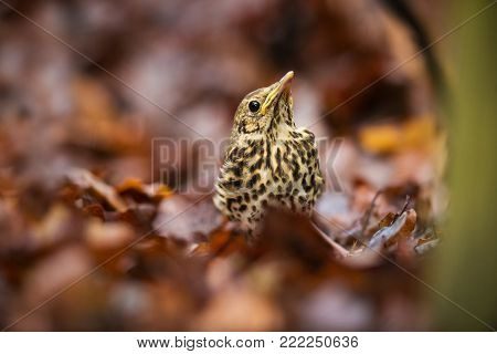 Turdus philomelos. It is spread throughout Europe. Wild nature of Czech. Bird in leaves. Young. Free nature. From bird life. Beautiful picture. Spring nature. Forest. Czech Republic. Color image.