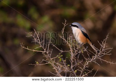 Beautiful a adult Long-tailed shrike or rufous-backed shrike know as Lanius schach perches on the small branch in Ranthambore National park, Rajastan, India