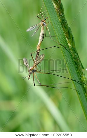 Mating crane flies