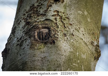 Aegolius funereus. Photographed in the Czech Republic. The wild nature of Europe. Free nature. Beautiful picture. Owl on the tree. 