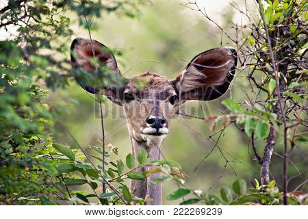 African kudu female antelope framed by the dense bush