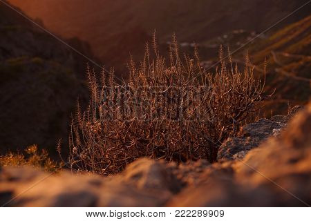plants at sunset in Tenerife Canary Islands