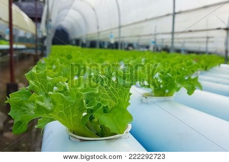 Close-up of green lettuce in hydroponics farm with copy space shoot by mobile camera.