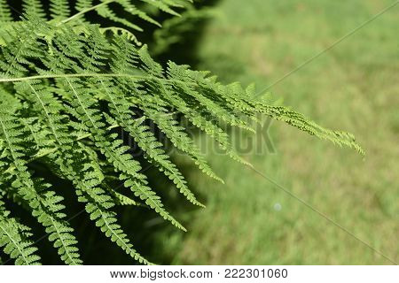 Amazing Green Fern Plant Growing In A Garden
