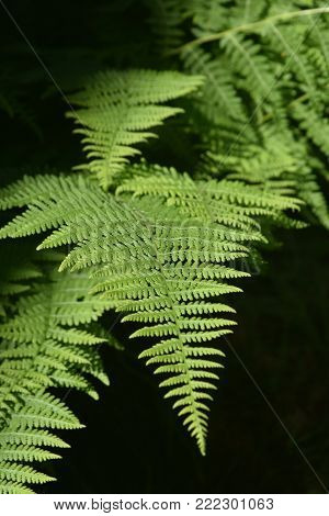 Gorgeous Green Fern Plant Growing in a Garden