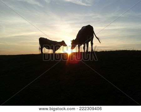 two cows silhouette in black and white close up