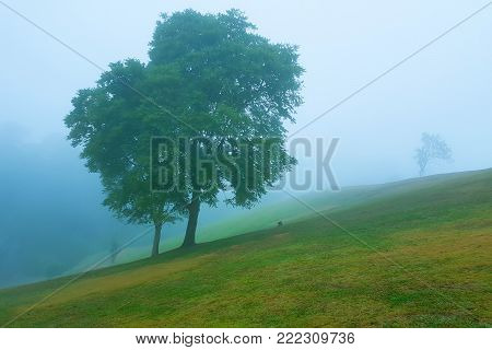 Tree in the mist set on slope of hill cover with green grass shoot by mobile phone.