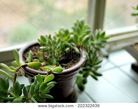 Rainy Overcast Day Succulent Plant in Windowsill
