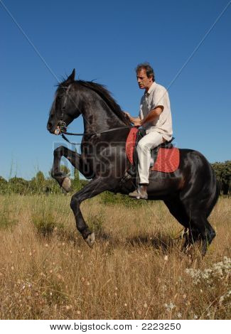 Wilden Mustangs