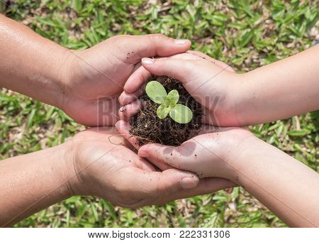 Family tree planting and world environment day concept with young child kid and parent mother's or father's hands holding and protecting small plant seedling on soil together