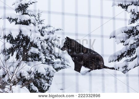 Black wolf dog sitting in snow in his cage at a zoo in Hokkaido, Japan, good for theme such as lonliness or animal related