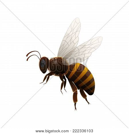 Striped flying honey bee side view isolated icon on white background. Insect symbol for natural, healthy and organic food production vector illustration in cartoon style