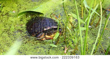 Juvenile Blandings Turtle (emydoidea Blandingii) In A Marsh Of Northern Illinois