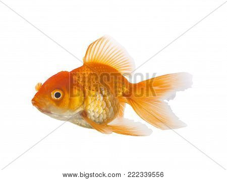 Goldfish an isolated on White Background, goldfish